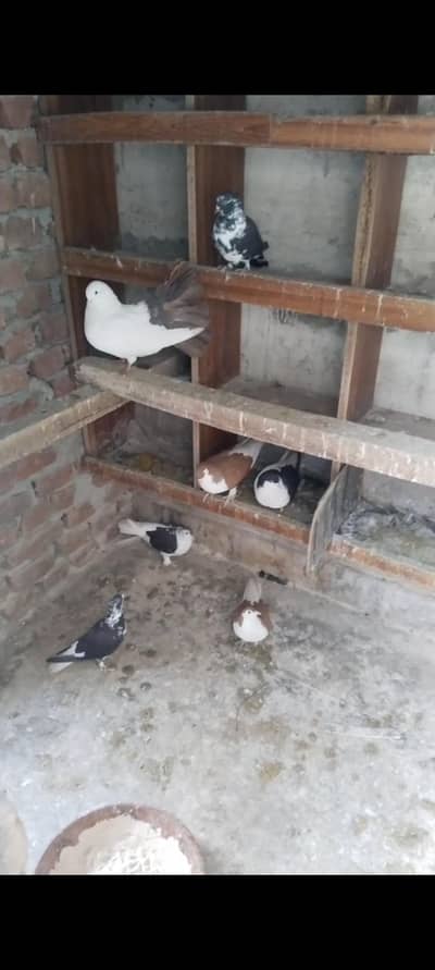 6 pice shirazi ek brown taill laka male for sale