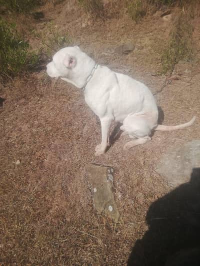 Bully x gultair dog for sale