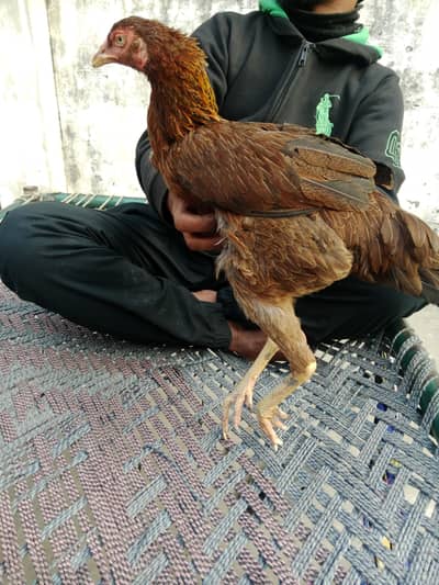 aseel male and female