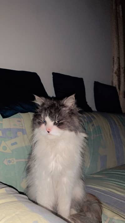 pure sebrain cat pair