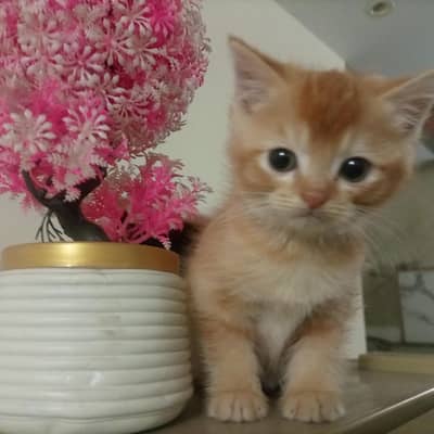 Rear Colour Persian Kittens (2 months old)