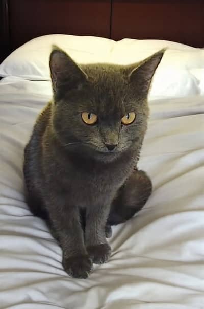 British Shorthair