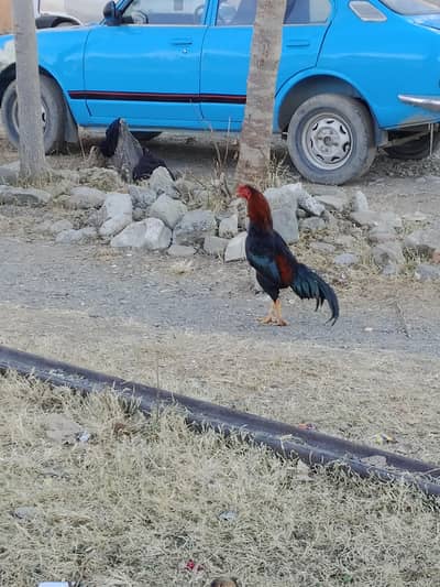 aseel miwali patha for sale.