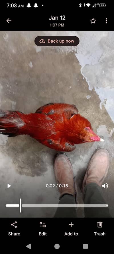 Assel patha for sale