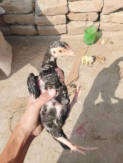 WhatsApp no. 03056576880