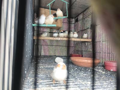 mutation Finches for sale