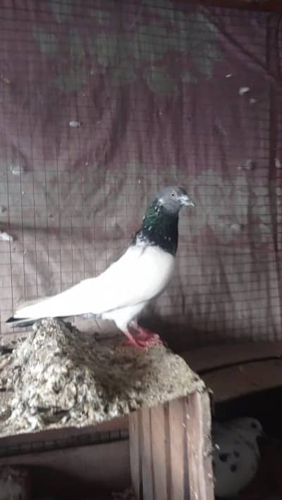 Total Ik Sath Sale krny han