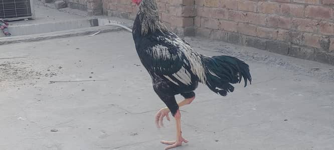 اصیل مرغے مرغیاں