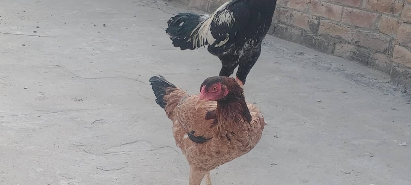 اصیل مرغے مرغیاں 2