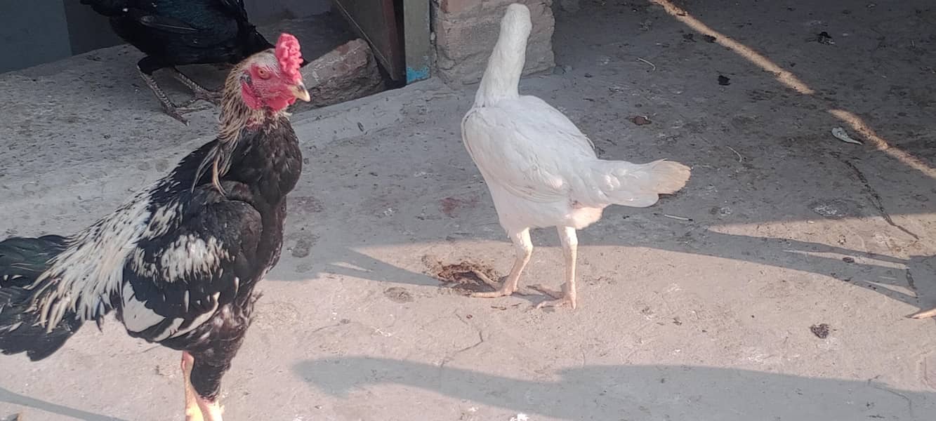 اصیل مرغے مرغیاں 5