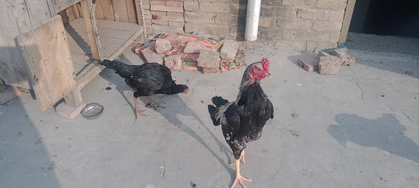 اصیل مرغے مرغیاں 6