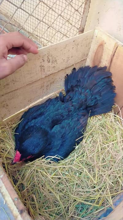 Mushkil fresh kruk hen