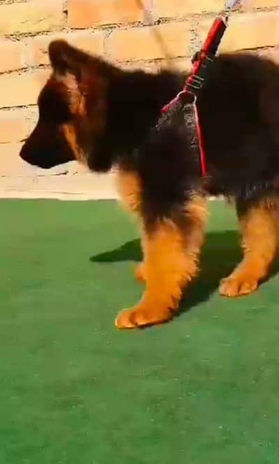 German shepherd puppy for sale