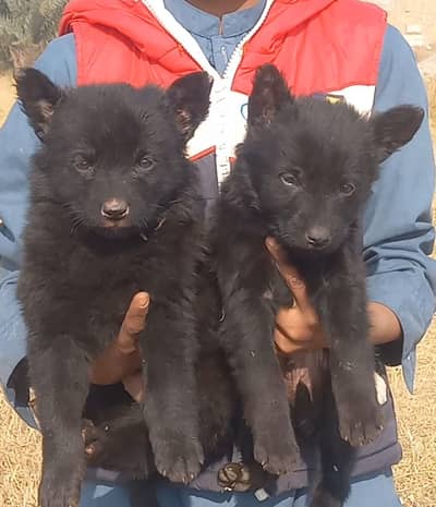 German Shepherd female for sale