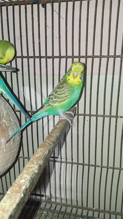 Hogoromo Sizes Working Splits Birds