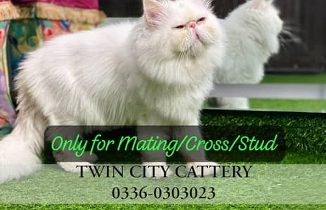 Persian Male Cat Peke Peki Piki face | Exotic CFA Lineage | Stude