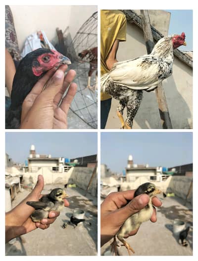 premium quality chicks vait+burmi+aseel chick bumper offer loot lo