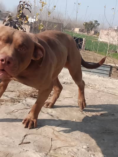 AVAILABLE FOR STUD NOT FOR SALE