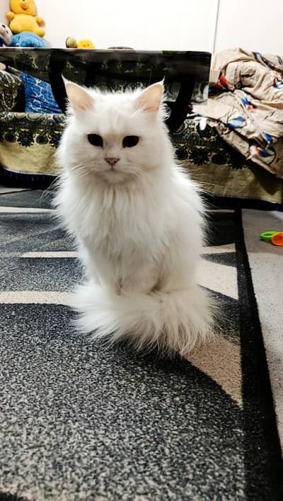 Persian Double Coat Cat