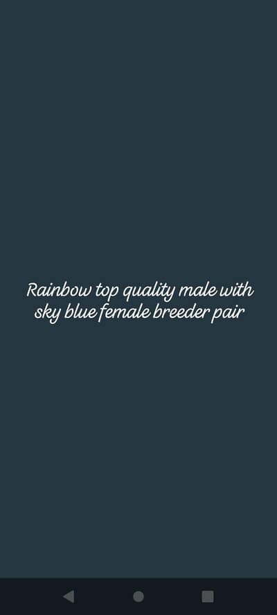 Rainbow top quality male with sky blue female (breeder pair with chick