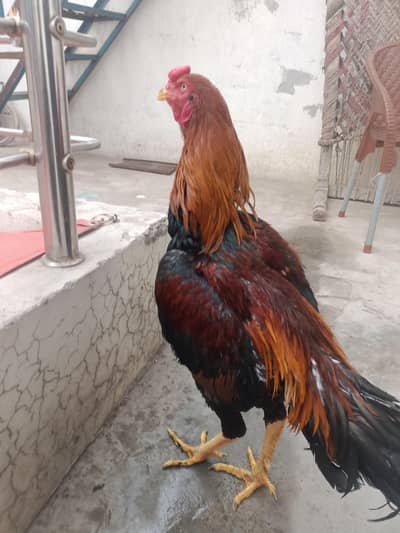 Aseel murga High quality