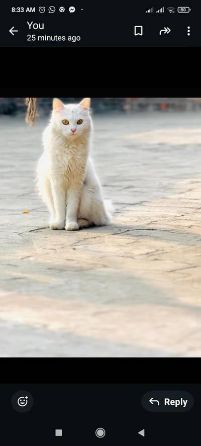 percian cat for sale