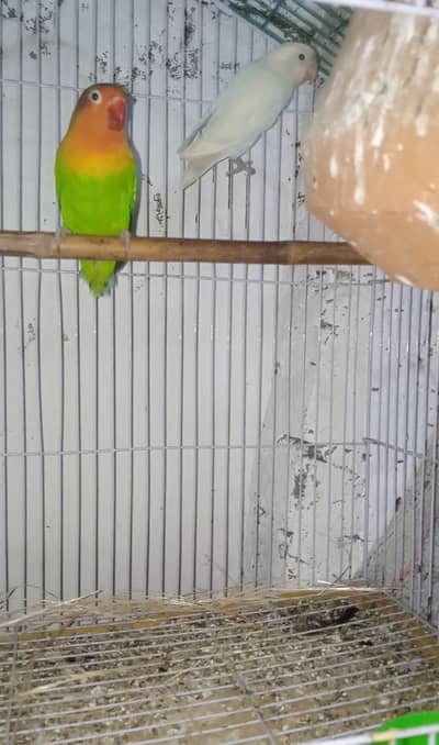 Love birds Guaranteed breeder pairs