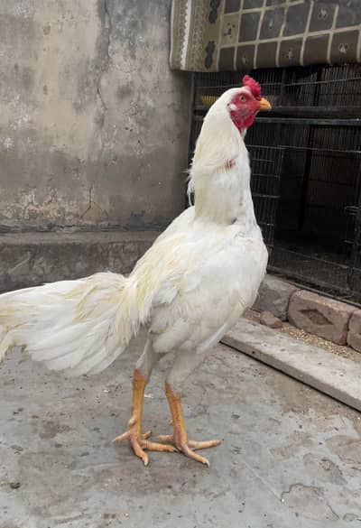 Aseel Murga , Aseel Hera , Aseel Sindhi , Pure Sindhi Aseel