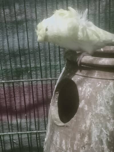 love birds,hogoromo, kujjay,or barten