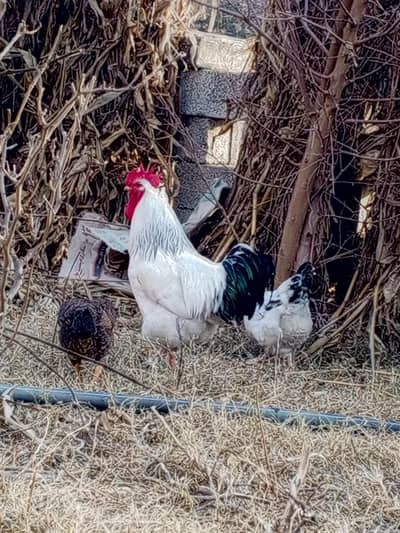 2 Male Sussex for sale