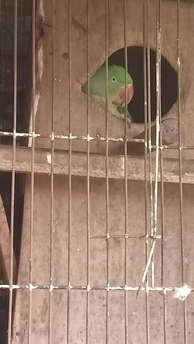 kashmiri raw parrot . 03015249578