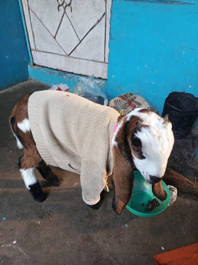 ek mahine ka baccha hai