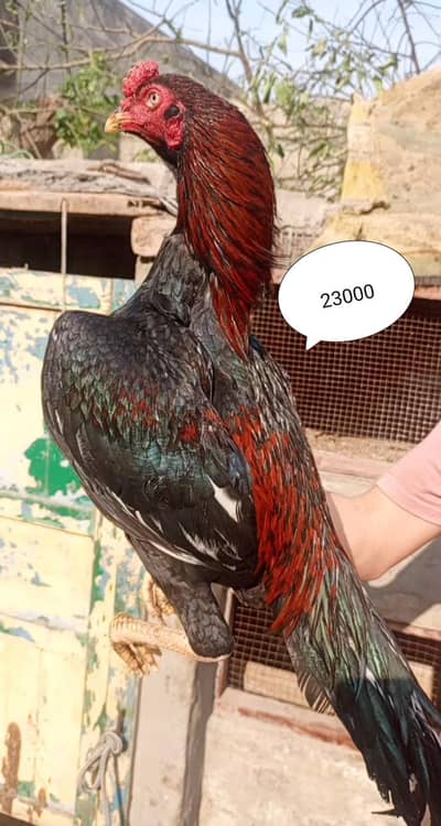 Mianwali aseel/Heera aseel/Mushka aseel/Lasani aseel