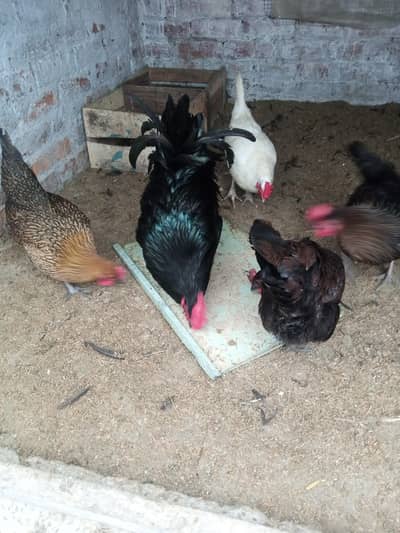 desi murgian 03209745706