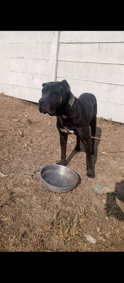 bolli dog  Whatsapp no 03424153711