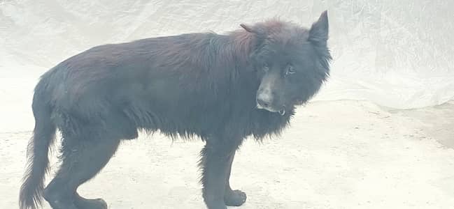 Black german shepherd long coat