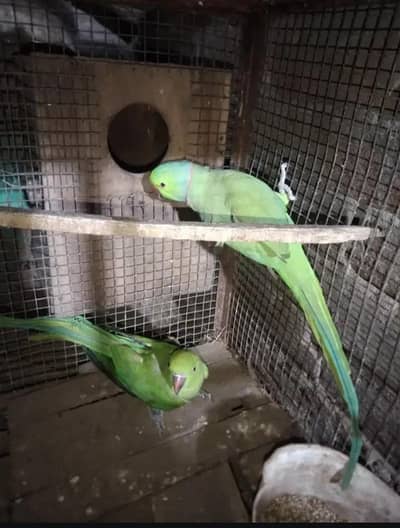 healthy active breeder pair available