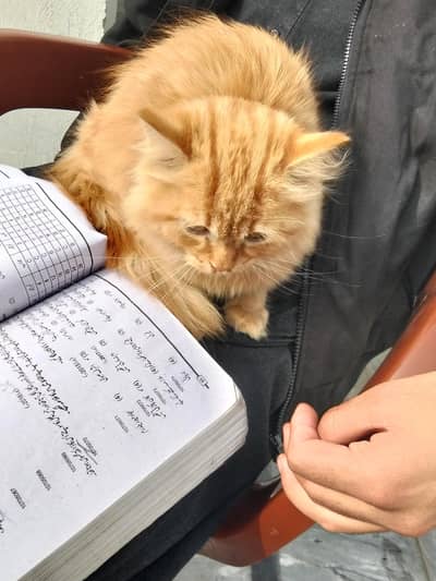 vaccinated ginger male Persian cat