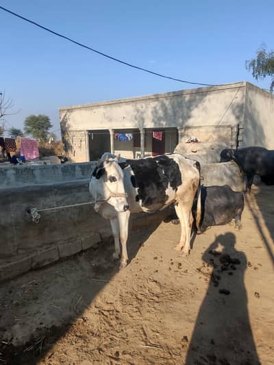 Desi cow