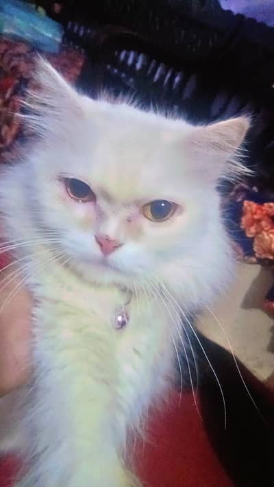 beautiful cat for sale phone number 03147670258