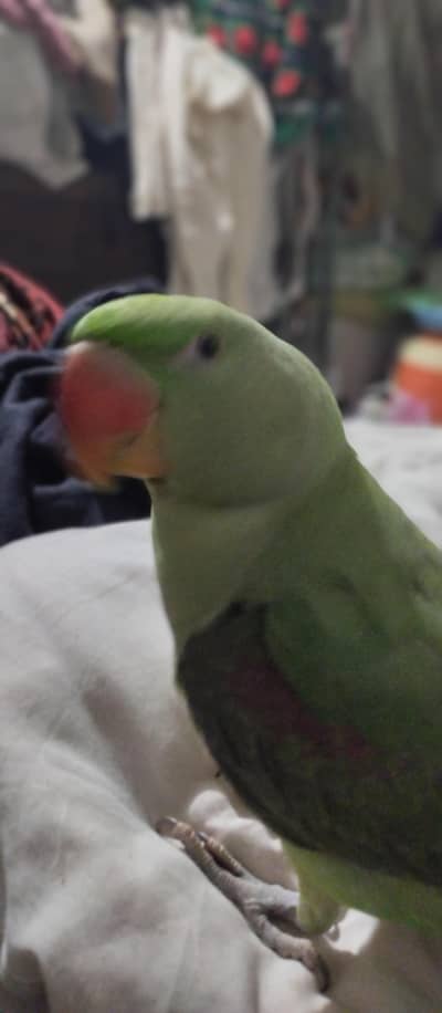 Raw parrot age 7 mahnet