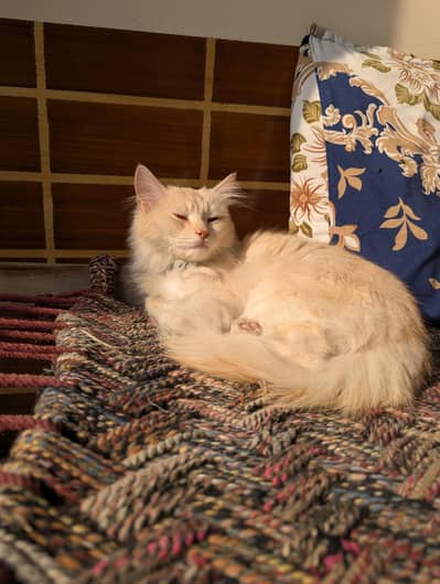 Percian white Cat