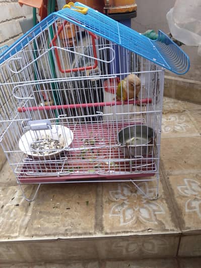 hand tame pineapple counore for sale