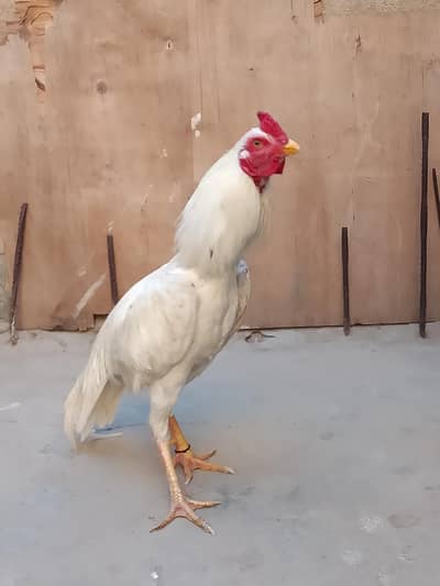 Aseel Heera cross hai