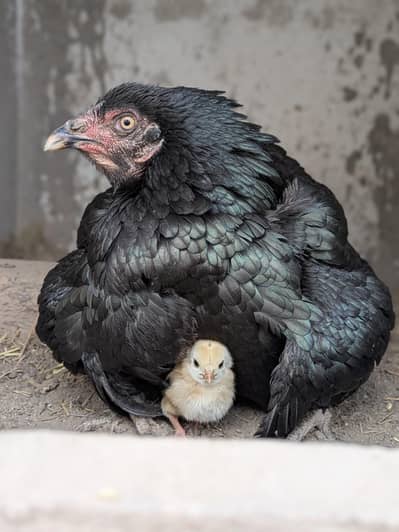 maadi with 5 chicks / aseel female / aseel maadi / Thai aseel / chicks