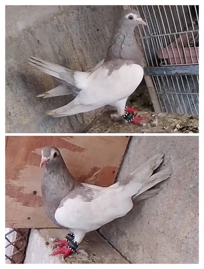 kasni khal - pates - kali desi