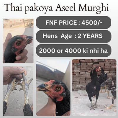 aseel | Black Polish|thai aseel neck locker | read ad than call & msg