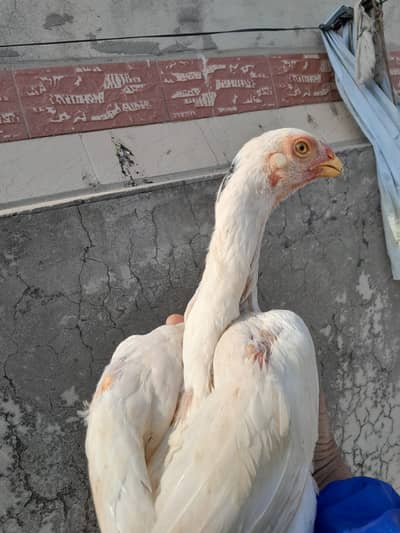 aseel shamo / white shamo / shamo chicks / white shamo chicks / shamo