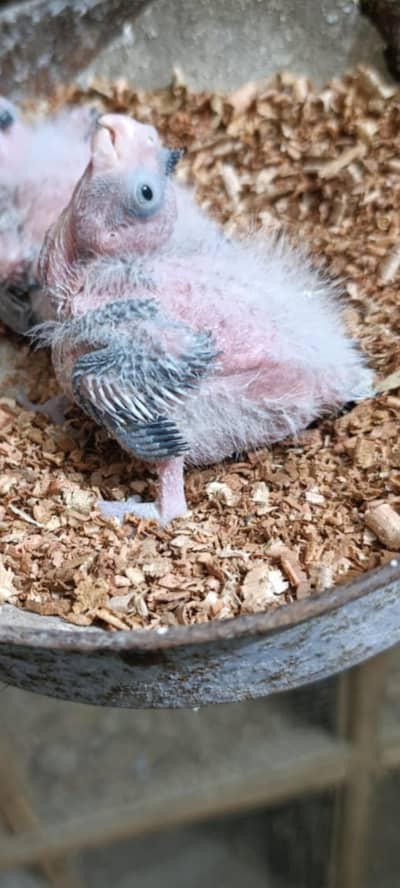 Cocktail Chick Available For Sale