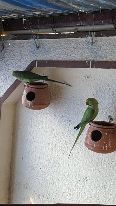 cocktail and green ringnick